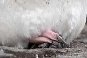 Felsenpinguin, Bleaker Island