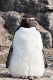 Felsenpinguin, Bleaker Island