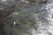 Heimkehr, Felsenpinguin, Bleaker Island