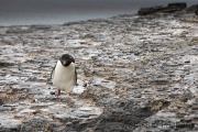 Heimkehr, Felsenpinguin, Bleaker Island