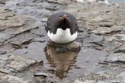 Der Genießer, Felsenpinguin, Bleaker Island