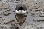 Der Genießer, Felsenpinguin, Bleaker Island