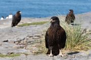 Falklandkarakara, Bleaker Island