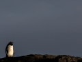 Felsenpinguin, Bleaker Island