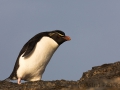 Felsenpinguin, Bleaker Island