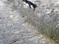 Felsenpinguin, Bleaker Island