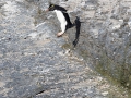 Felsenpinguin, Bleaker Island