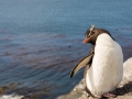 Felsenpinguin, Bleaker Island