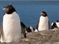 Felsenpinguin, Bleaker Island