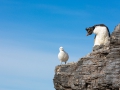 Felsenpinguin, Bleaker Island