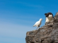 Felsenpinguin, Bleaker Island