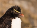 Felsenpinguin, Bleaker Island