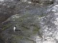 Heimkehr, Felsenpinguin, Bleaker Island