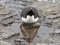 Der Genießer, Felsenpinguin, Bleaker Island