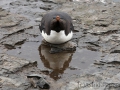 Der Genießer, Felsenpinguin, Bleaker Island