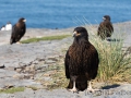 Falklandkarakara, Bleaker Island