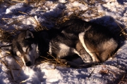 Husky