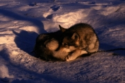 Schlafender Husky