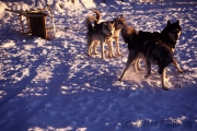 Aufgeregte Schlittenhunde