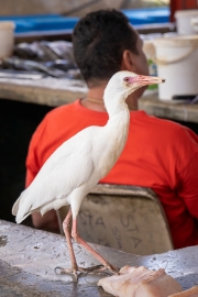Sir Selwyn Selwyn-Clake Market