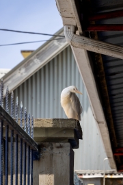Sir Selwyn Selwyn-Clake Market