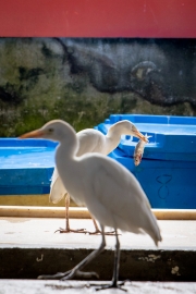 Sir Selwyn Selwyn-Clake Market