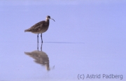 Strandläufer