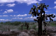 Landschaft, Isabela