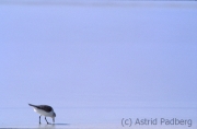 Strandläufer