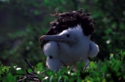 Fregattvogel