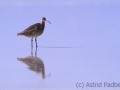 Strandläufer