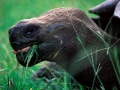 Galapagosriesenschildkröte