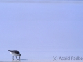 Strandläufer