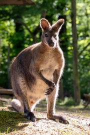 Bennetskänguru