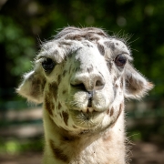 Lama