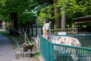 Lama