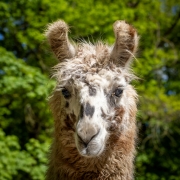 Lama