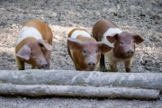 Husumer Protestschweine
