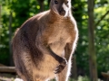 Bennetskänguru