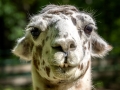 Lama