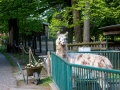 Lama