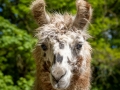 Lama