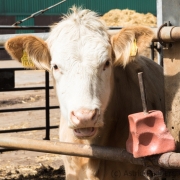 Kalb, Gut Darß