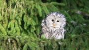 Habichtskauz (strix uralensis)