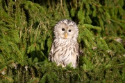 Habichtskauz (strix uralensis)