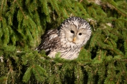 Habichtskauz (strix uralensis)