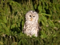 Habichtskauz (strix uralensis)