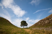 Sycamore Gap , Robin Hood's Tree