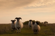 Schafe auf dem Weg zwischen Housesteads und Humshaugh