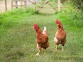 Hühner auf dem Wef von Lanercost nach Greenhead